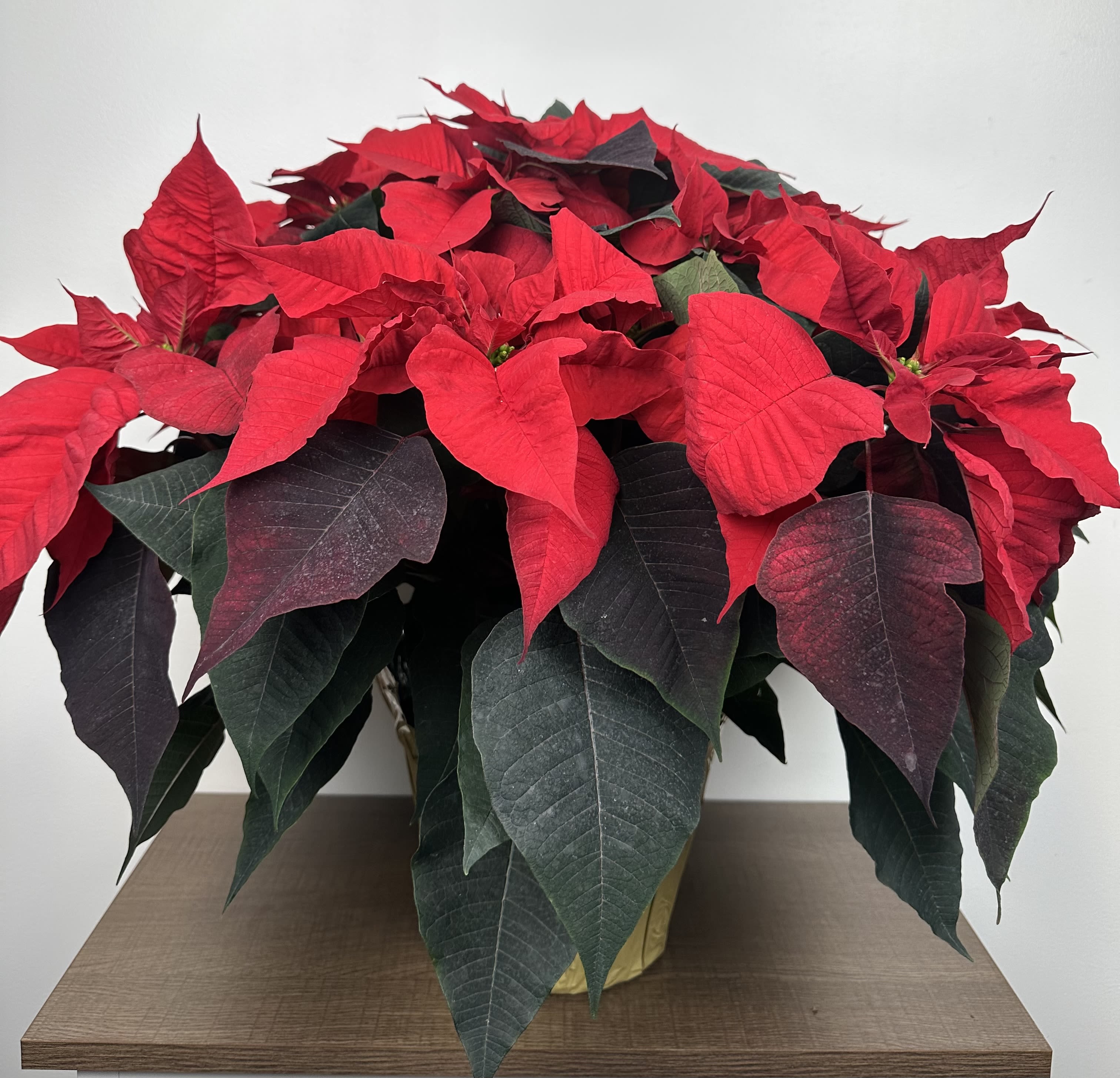 8” Poinsettia in Foil - 8” Poinsettia in Foil