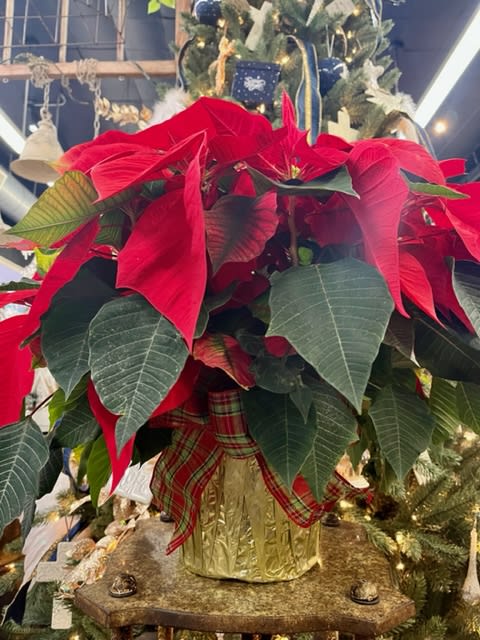 8&quot; Poinsettia - Nothing says Christmas like a big red poinsettia! A popular Christmas decoration, send this red poinsettia plant as a holiday gift - or keep it for yourself! The large flowering plant will be specially delivered by a local florist. Start a Christmas tradition this year!