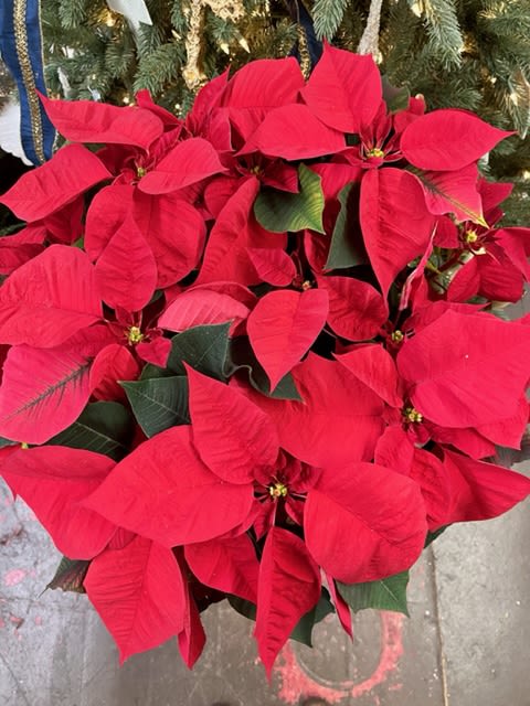 6&quot; Poinsettia - Nothing says Christmas like a big red poinsettia! A popular Christmas decoration, send this red poinsettia plant as a holiday gift - or keep it for yourself! The large flowering plant will be specially delivered by a local florist. Start a Christmas tradition this year!