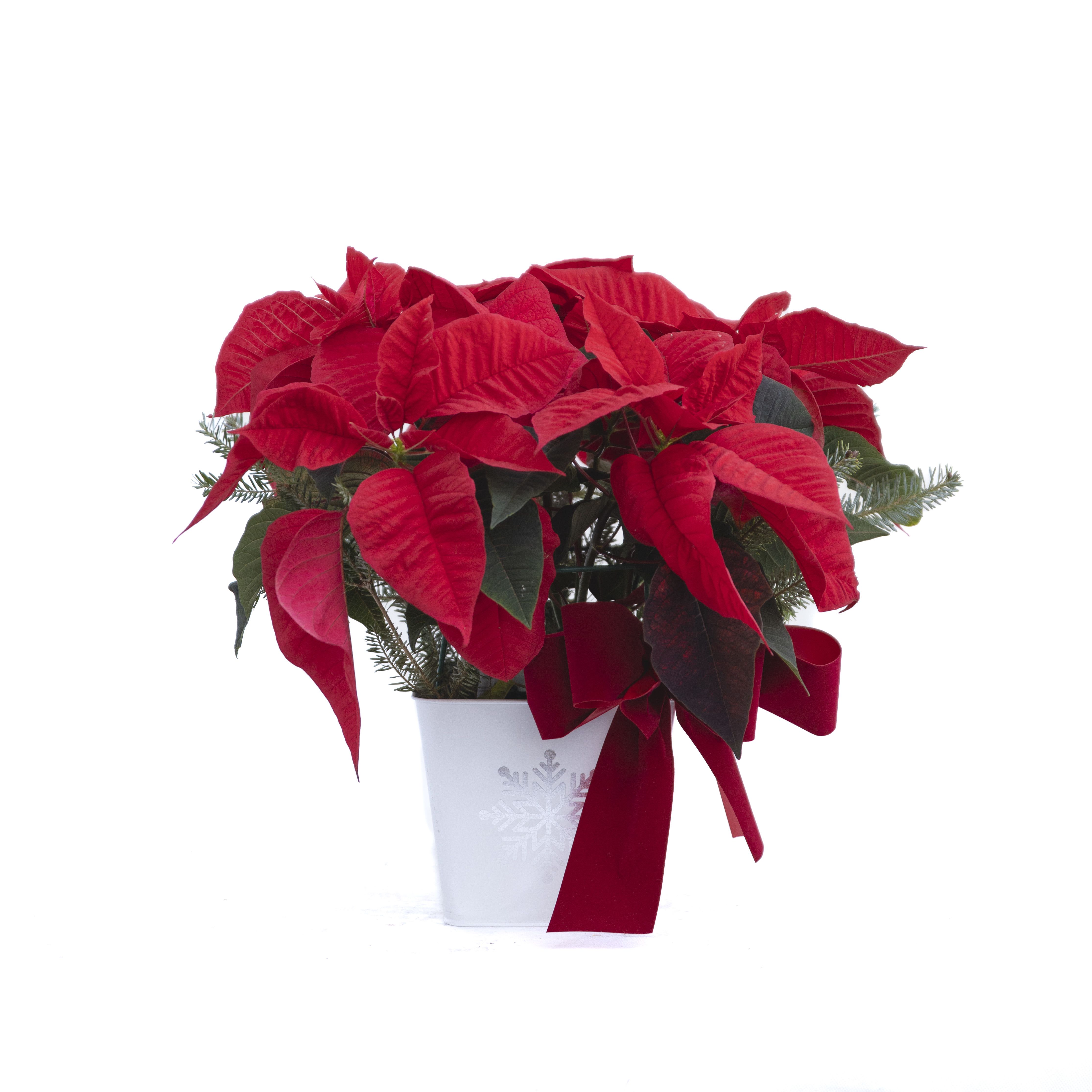 Poinsettia is Snowflake Container - Red poinsettia in a snowflake container with a red velvet bow and pine