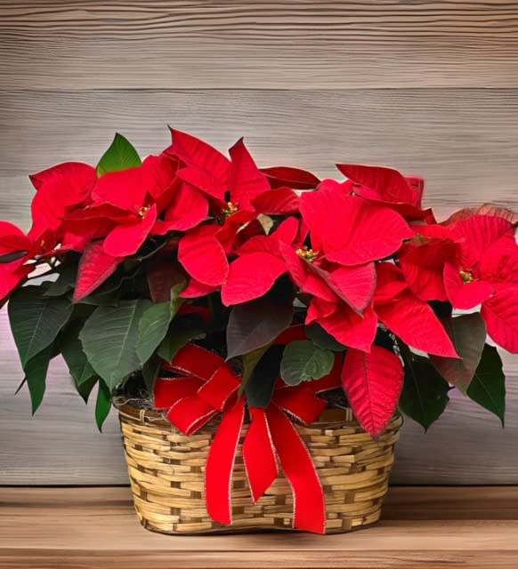Prancing poinsettias - Two 6&quot; poinsettias in a peanut basket, with a festive bow 