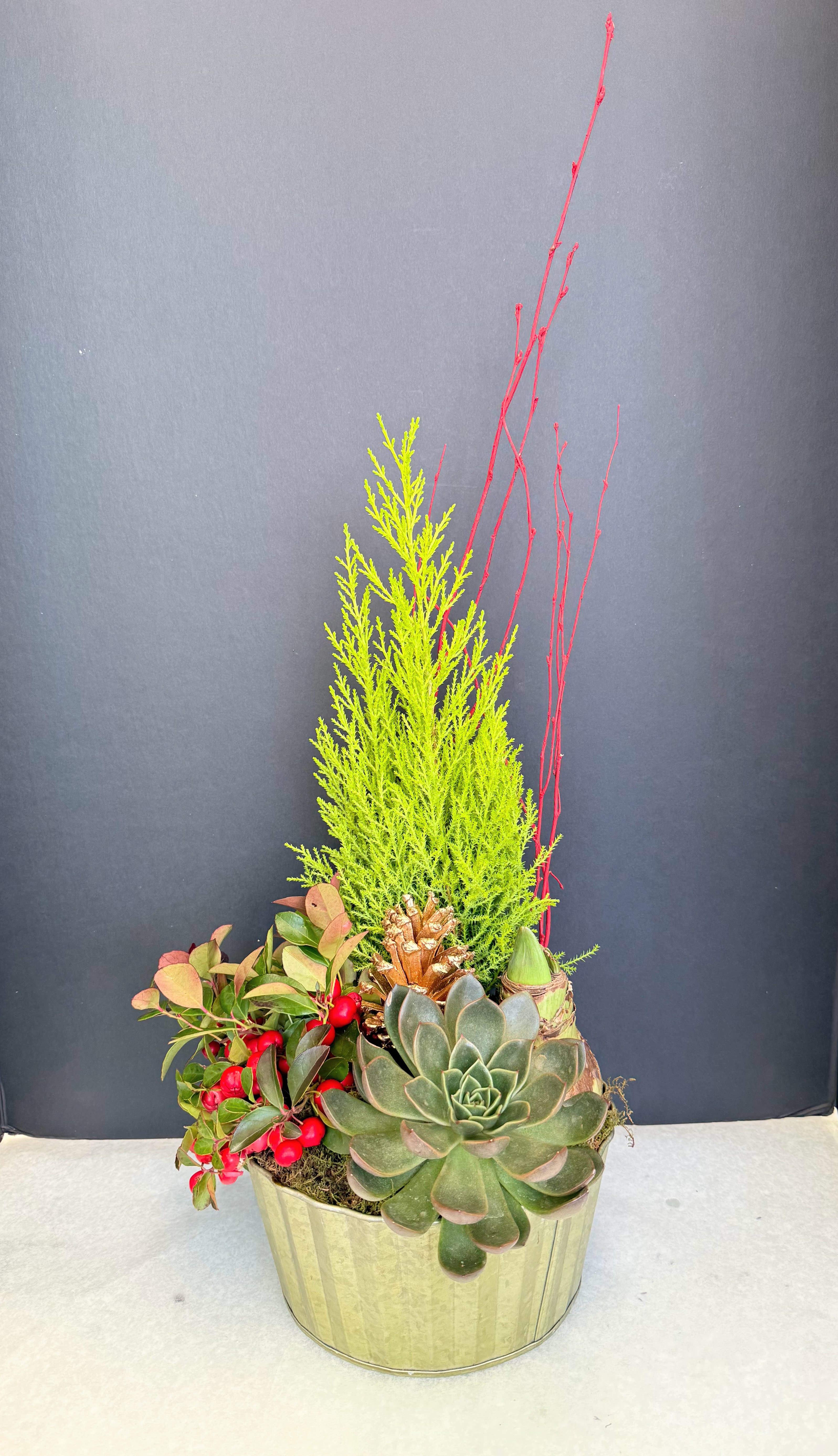 Dish Garden Mixed Amaryllis Planter  - Winter Holiday Dish Garden with a fern plant, succulent, and partridge berries in a round metal container. 