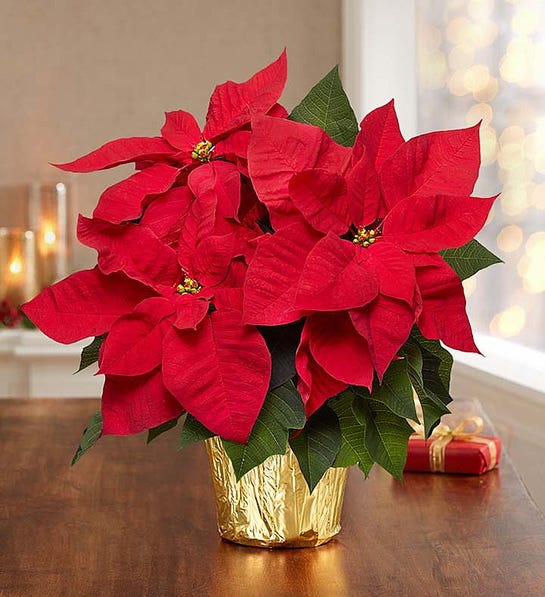 Christmas Poinsettia - A traditional Christmas Poinsetta. Three sizes available. Please call for Jumbo size.