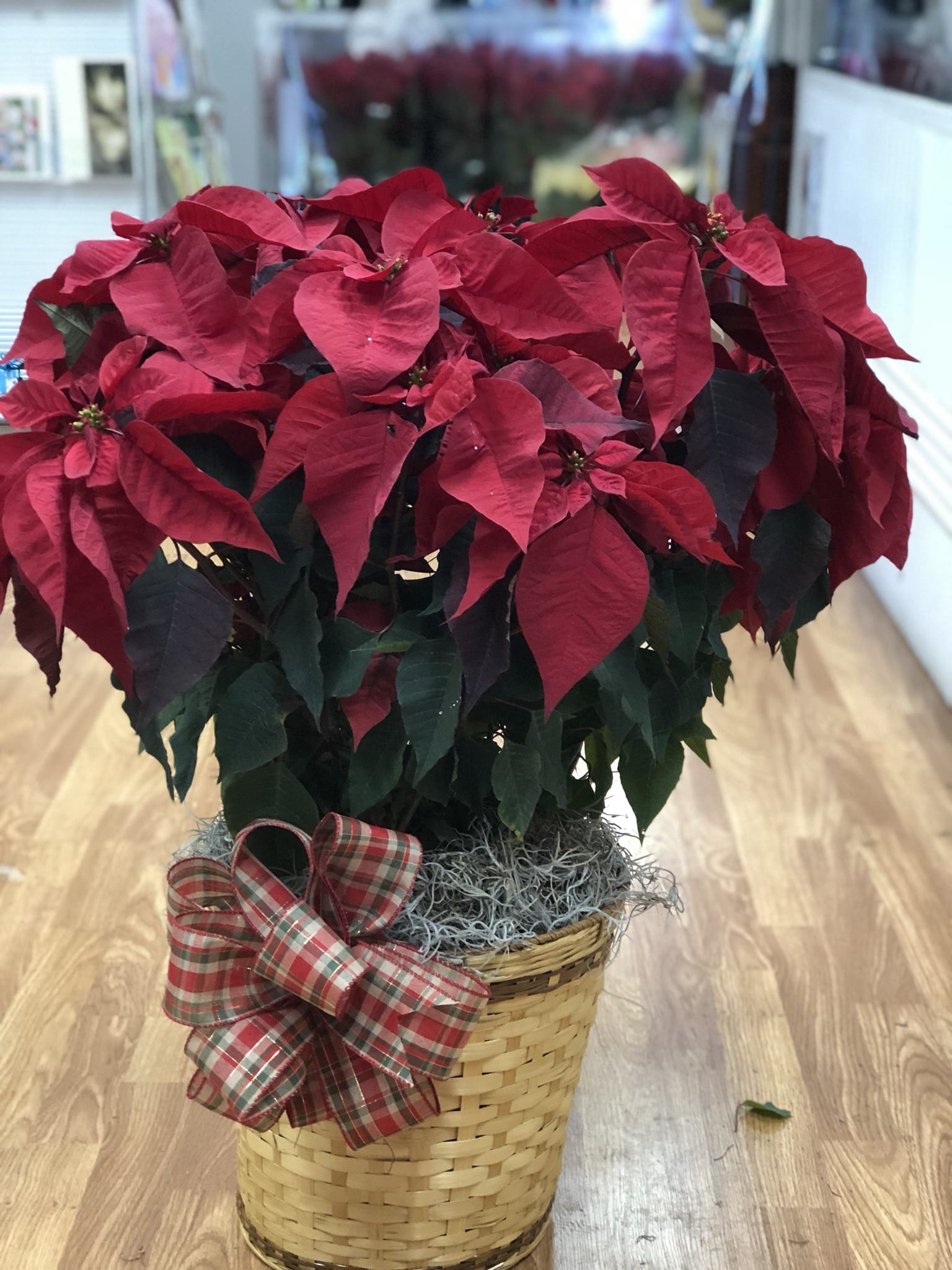 Big red poinseta  - This 20&quot; red poinsettia is going to bring a very cheery mood to any room in your house or opffice.