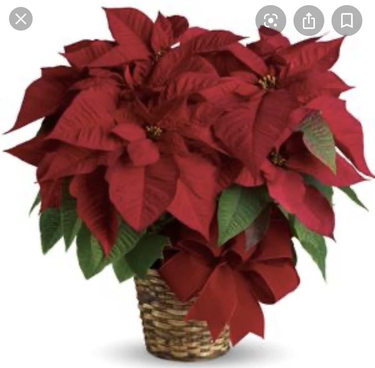Red poinsettia  - Natural basket color