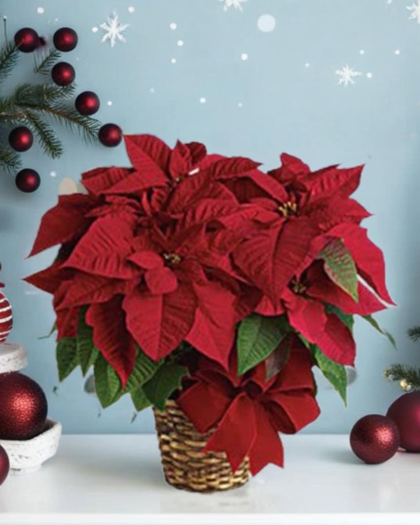 Red Poinsettia Plant  - Nothing says Christmas like a red poinsettia! A traditional Christmas decoration; send this red poinsettia plant as a holiday gift - or keep it for yourself! The classic Christmas plant is potted in a 6-inch pot and presented in a natural basket decorated with wide velvet ribbon.