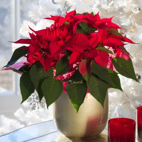 Poinsettia - By Granbury Blooms Florist - Gorgeous Poinsettias delivered by Granbury Blooms Florist in Granbury and surrounding areas. Deluxe version Shown- Standard version is not in gold container!