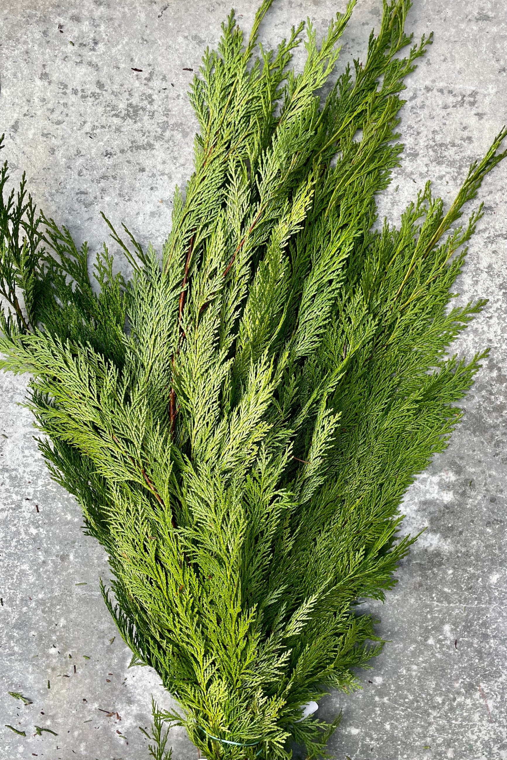 Cedar Winter Evergreen - Perfect for decorating around the house! Make a garland or simply display in a vase!  1 bunch enough to make an 4-5ft garland!