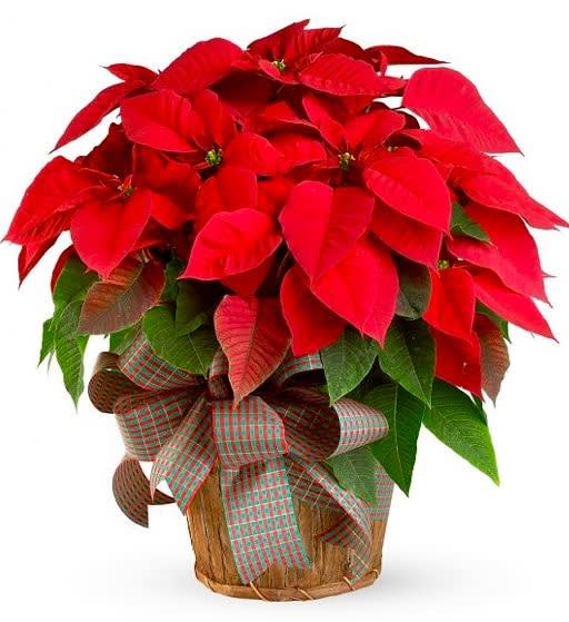 Christmas Poinsettia- Small - living poinsettia plant in a basket with christmas ribbon bow