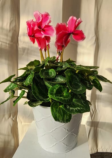 Cyclamen  - An cold weather- loving perennial with reflexed blooms and heart-shaped, green and silver leaves. Cyclamen come is assorted colors which may include White, Red, Hot Pink, and Light Pink. Container and plants will vary based on availability.