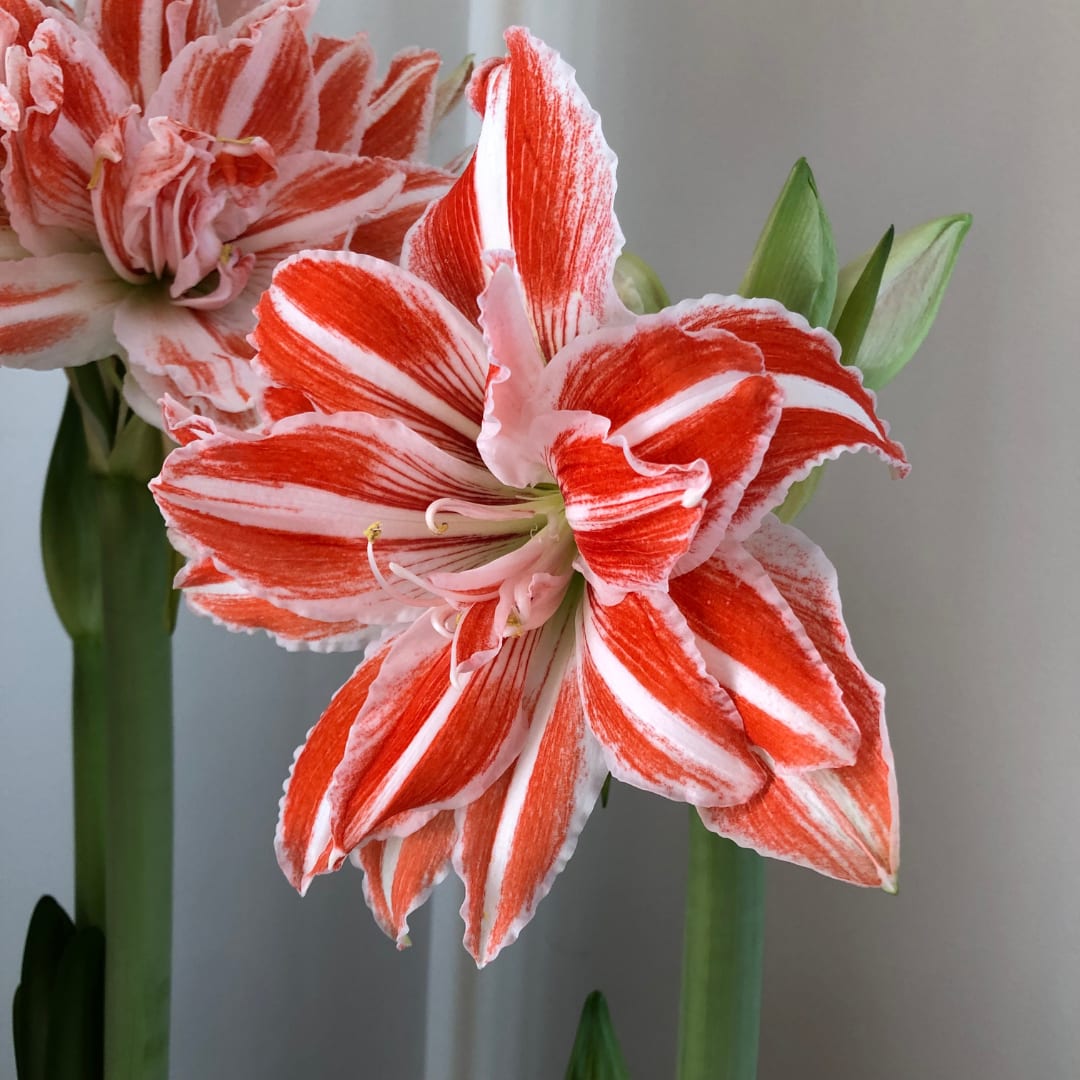 Amaryllis - Dancing Queen *NOT in bloom yet* - Amaryllis are rewarding, easy-care houseplants that really brighten a winter windowsill. Few bulbs are easier to grow than amaryllis — and few bloom with greater exuberance and beauty. Just plant the bulb in good potting soil, water regularly and provide bright, indirect light. A support stake is handy for keeping the blooms upright, but little else is required. Most varieties will begin blooming six to eight weeks after planting; some can take as long as ten weeks.  Our bulbs were planted the first week of November.  The perfect holiday gift that keeps on giving, all season long!