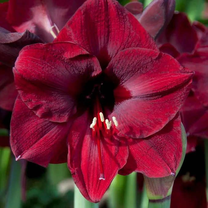 Amaryllis - Mandela *NOT in bloom yet* - Amaryllis are rewarding, easy-care houseplants that really brighten a winter windowsill. Few bulbs are easier to grow than amaryllis — and few bloom with greater exuberance and beauty. Just plant the bulb in good potting soil, water regularly and provide bright, indirect light. A support stake is handy for keeping the blooms upright, but little else is required. Most varieties will begin blooming six to eight weeks after planting; some can take as long as ten weeks.  Our bulbs were planted the first week of November.  The perfect holiday gift that keeps on giving, all season long!