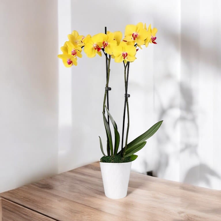 Yellow Orchid - An elegant Orchid Planter makes a powerful statement. Share your heartfelt emotions with a beautiful Orchid Plant that will flourish over time. This enduring gift radiates warmth and subtle sophistication. Please note that the container may vary, but the overall theme will remain consistent with the image.