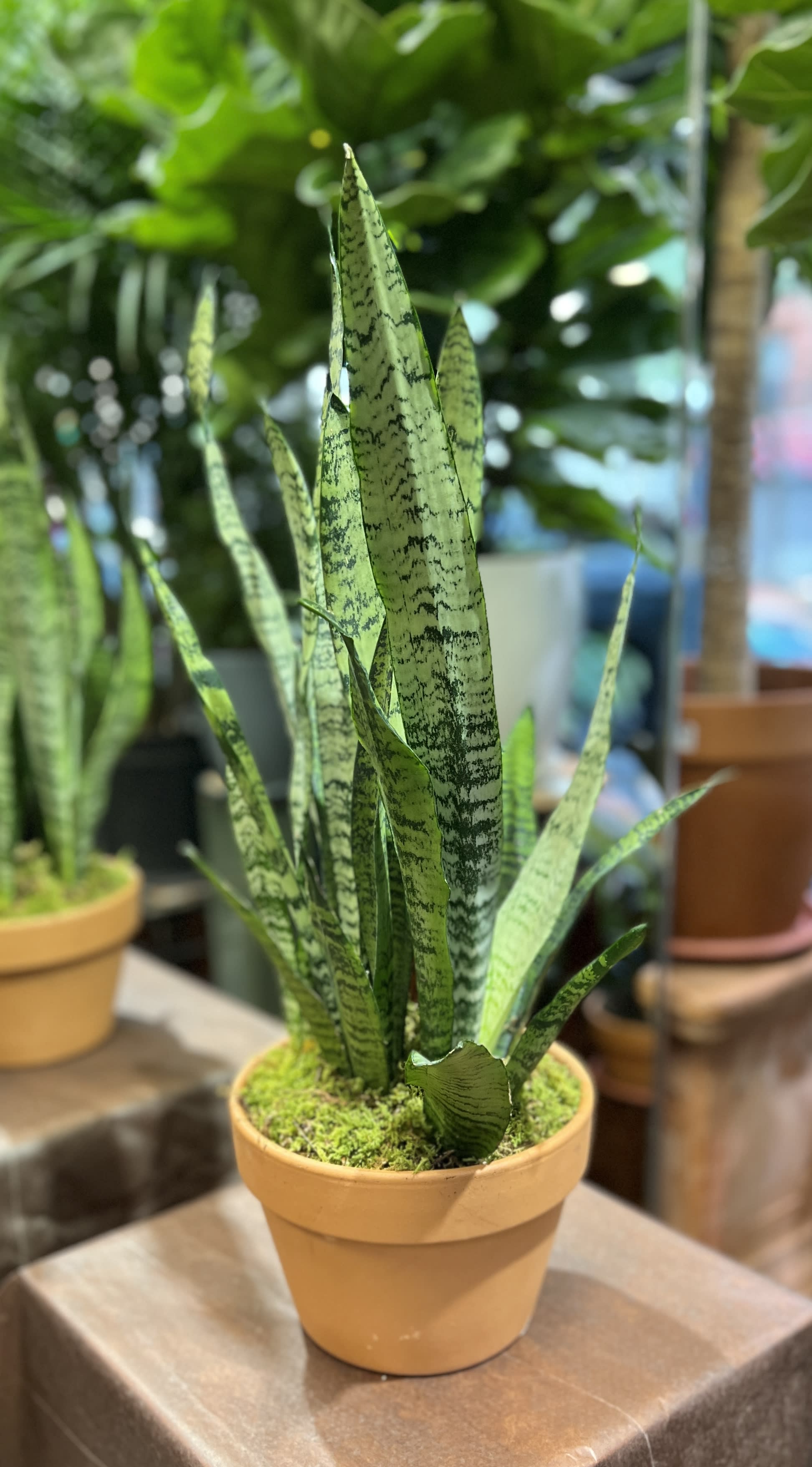 Snake Plant in Clay  - Need an easy yet striking plant to take care of? Then the snake plant is for you! Perfect way  to add some freshness into your home! 