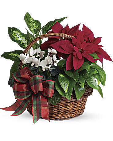 Holiday Blooming Plant Basket - A Mixture of Blooming and Green Plants in seasonal reds, greens, and whites with pine cones, velvet ribbon, and Christmas decorations. 