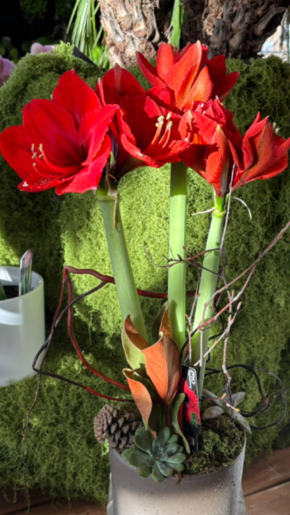 Potted Amaryllis  - The vibrant holiday arrangement featuring bold red Amaryllis blooms, artfully paired with natural elements for a warm and festive look. This piece includes seasonal branches, pinecones, moss, and a touch of succulent greenery for balanced texture. Perfect as a gift, it brings instant colour and elegance to any winter space.