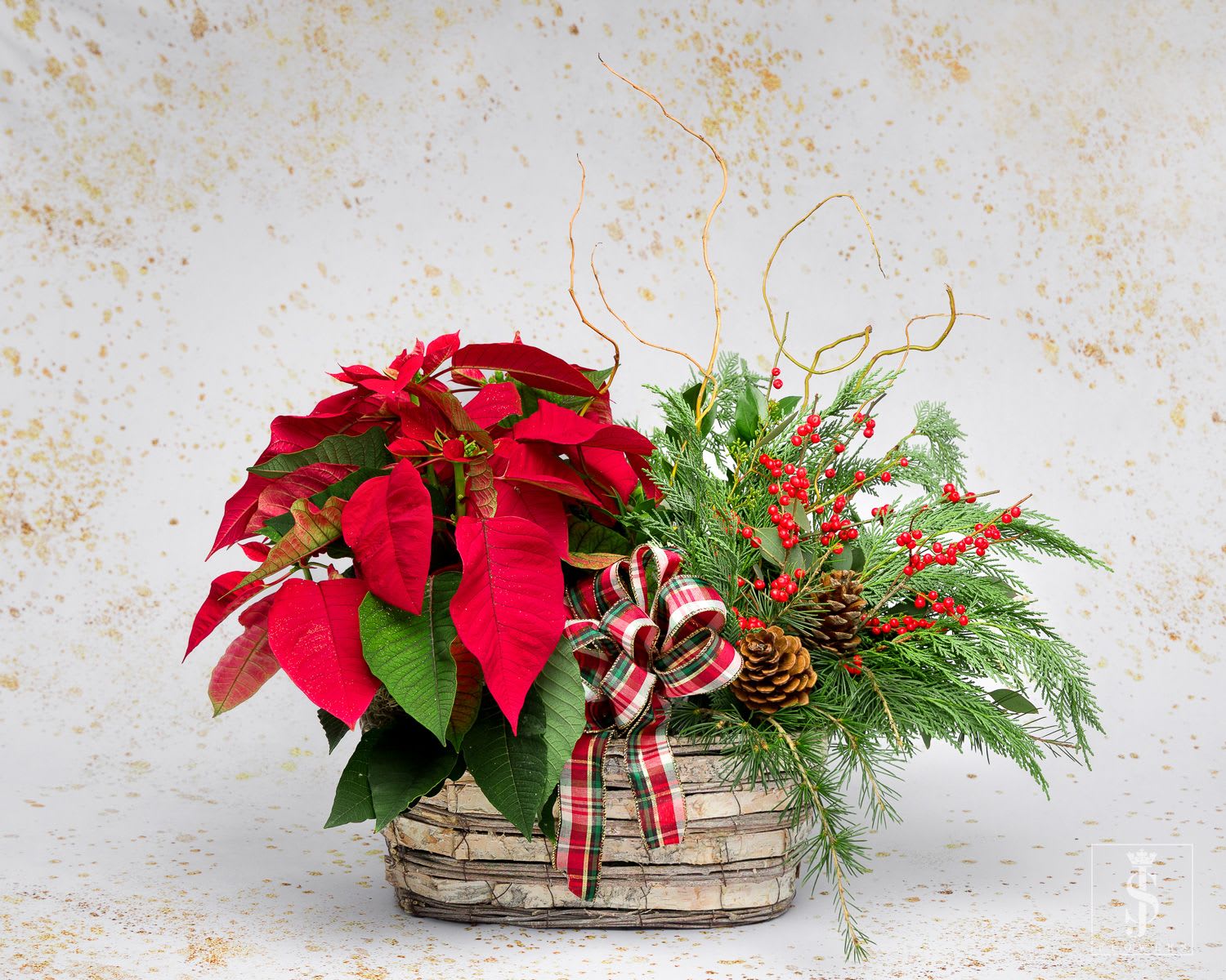 Poinsettia and Christmas Greens  - This lovely living red poinsettia plant is extra festive in basket with Christmas Fresh Pine and greens. Order this Christmas  poinsettias basket for a loved one and let them know you're thinking of them this holiday. This living arrangement features a potted red poinsettia plant and Christmas Greens  Orientation: All-Around