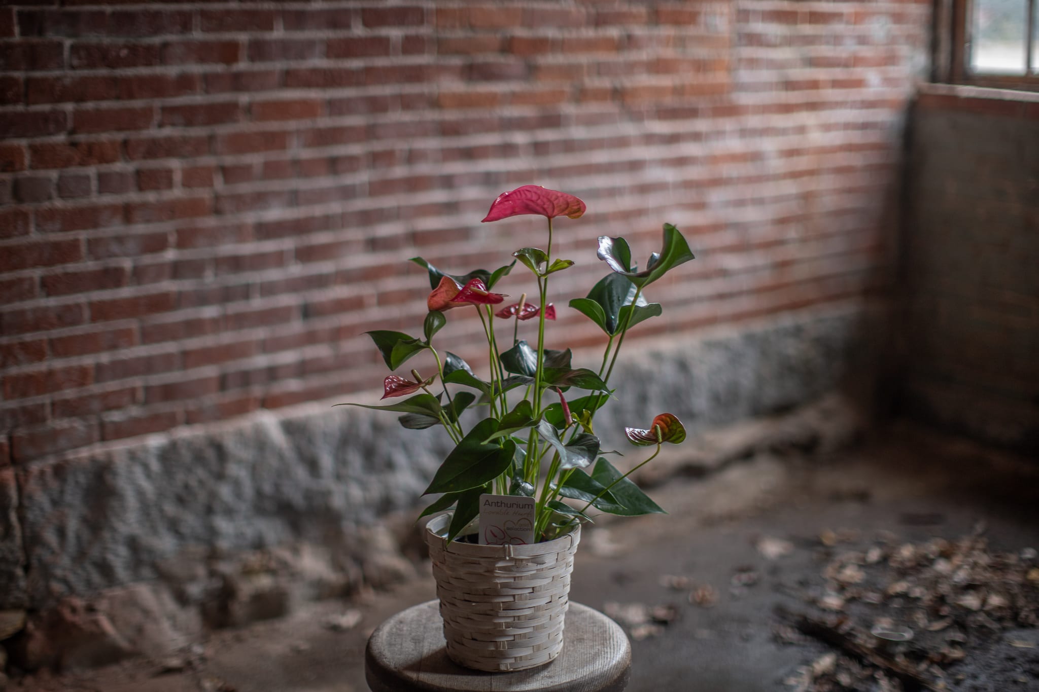 Anthurium - A striking tropical plant with heart shaped, eye-catching flowers and foliage. Appropriate for many occasions, this unique waxy plant is sure to impress and inspire awe. Likes bright, non-direct sunlight. Allow to dry between waterings.  