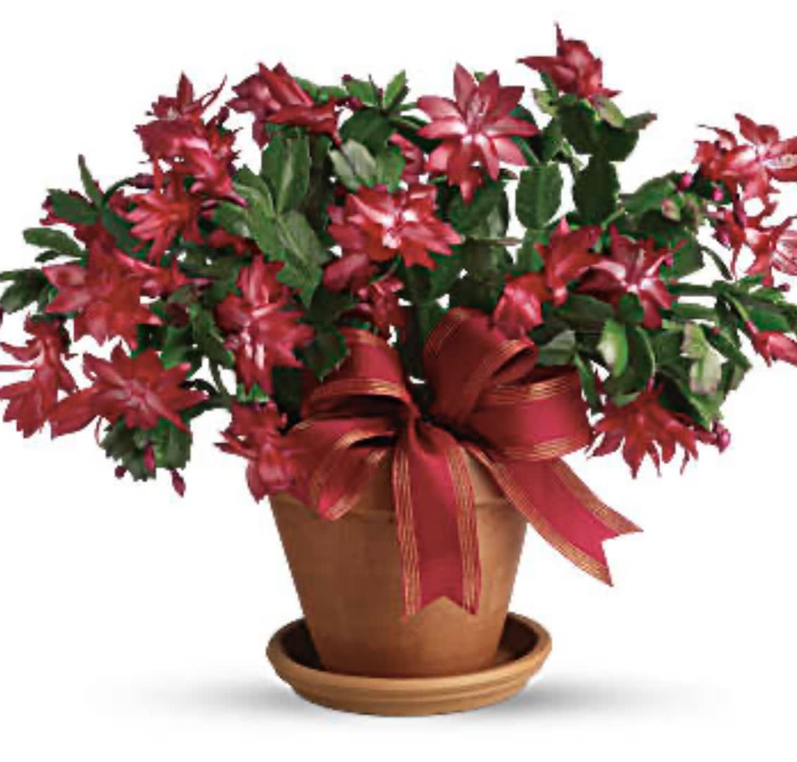 Cactus for Christmas  - Chris cactus 