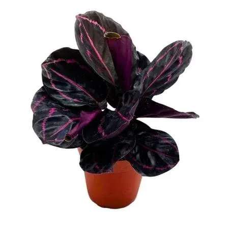 Calathea Dottie 4-inch - The Calathea ‘Dottie’ is a striking, expressive houseplant that showcases deep burgundy leaves highlighted with bright pink markings. This 4-inch beauty brings a touch of the outdoors inside, adding richness, color, and natural elegance to any room. Its bold foliage and unique patterns make it a standout choice for homes, offices, or gift-giving.  Key Features: • Size: Available in 4-inch nursery pots. • Care: Prefers bright, indirect light and evenly moist soil; avoid direct sun to preserve leaf color.  Note: Calathea ‘Dottie’ plants are pet-friendly, making them a safe and stylish option for homes with cats or dogs.