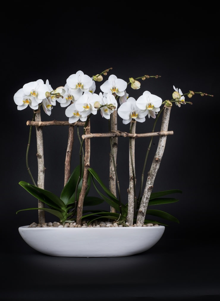 The Orchiditophia_White - White phalaenopsis orchids with white birch sticks