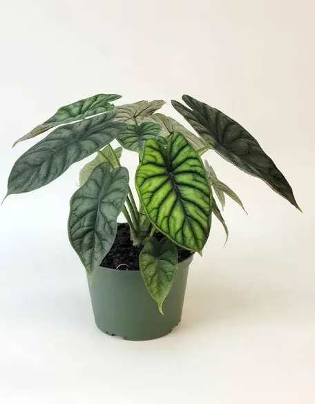6&quot; Alocasia Dragon Scale – Architectural Indoor Tropical Plant - Striking and exotic, the Alocasia Dragon Scale is a true tropical treasure. Its deep green, textured leaves shimmer with a metallic sheen, resembling the scales of a dragon. Compact yet dramatic, this plant adds bold character and a touch of fantasy to any space.  Standard: Alocasia Dragon Scale presented in its original grower’s pot. Deluxe: Enhanced with a decorative liner and finished with a coordinating bow. Premium: Displayed in a charming basket, accented with Spanish moss and an elegant bow for a lush, gift-ready presentation.  Note: Alocasia Dragon Scale plants are not pet-friendly — keep out of reach of cats and dogs.  A captivating, collector-favorite plant that thrives in bright, indirect light and brings a sense of luxury to any indoor garden.