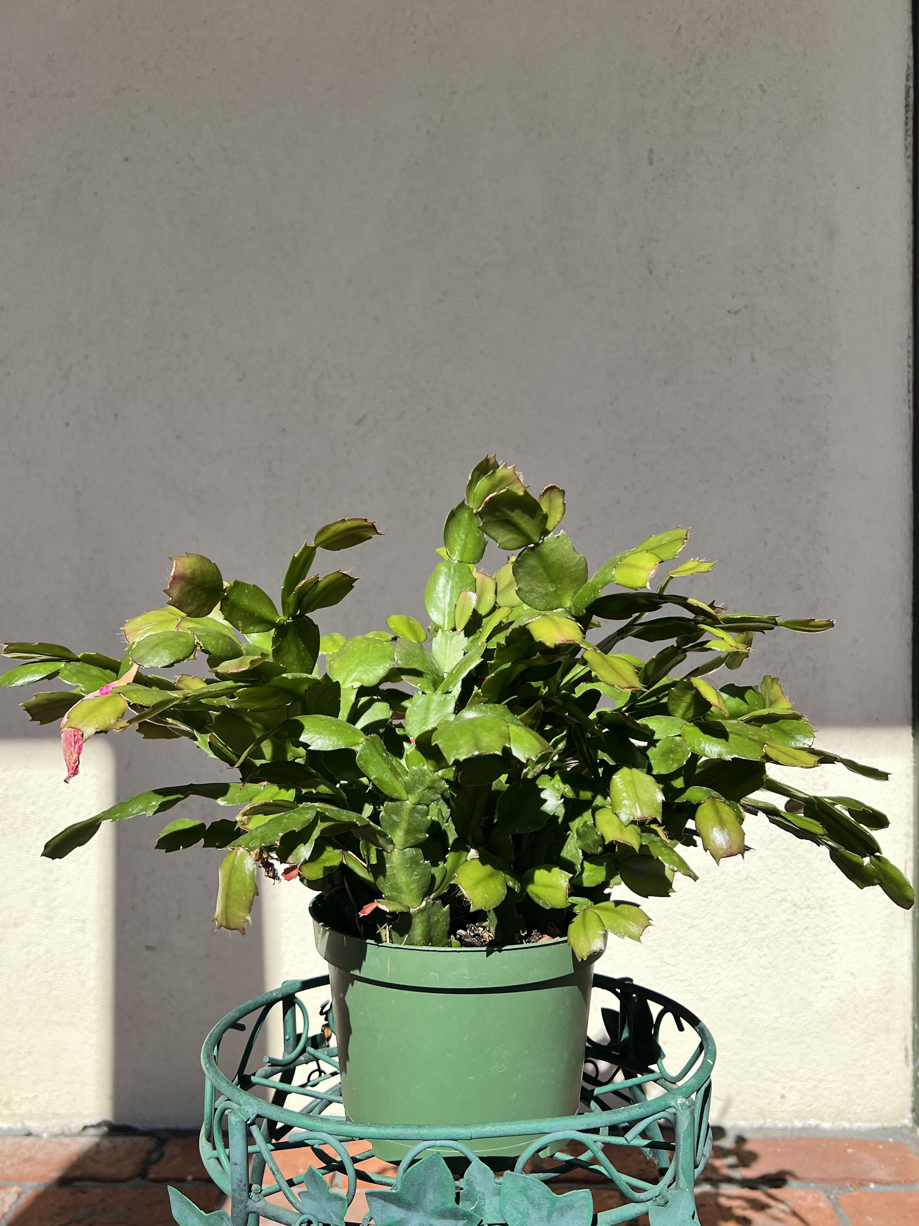 Christmas Cactus - A popular houseplant that's known for its showy blooms in the winter The Christmas cactus has long, flat, segmented stems that can cascade down from a hanging planter or windowsill. The flowers bloom at the tips of the stems and are usually red, pink, or white. Care: Unlike desert cacti, the Christmas cactus needs regular watering and humid air. It prefers bright, indirect light, and should be kept out of strong, direct sunlight. The ideal temperature range is around 55–60°F at night and 75–80°F during the day.