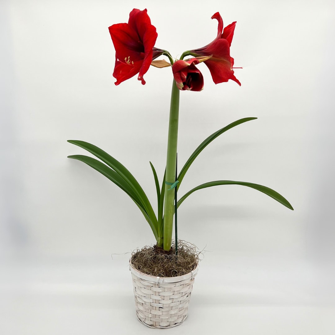 Amaryllis Assorted - Beautiful Christmas Amaryllis, dressed in a wicker basket and moss. Please call the shop at 610-458-3475 for specific color requests!