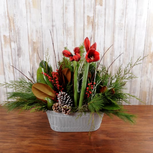 Amaryllis Garden Basket - Holiday amaryllis plant highlighted with magnolia leaves and fresh evergreens in a keepsake tin container.  