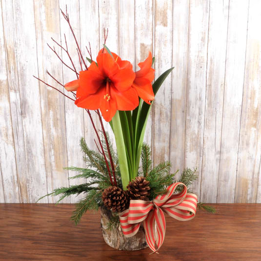 Amaryllis in Birch - Beautiful blooming amaryllis bulb plant decorated in a keepsake woodlands container.