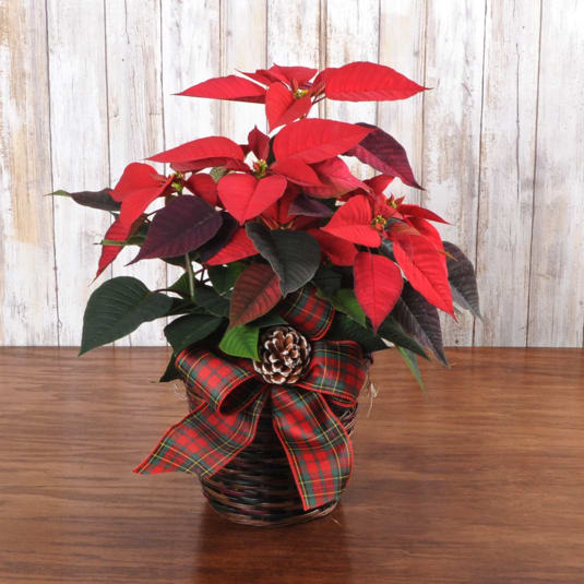 Country Poinsettia - Holiday Poinsettia displayed in a wicker basket with bow.