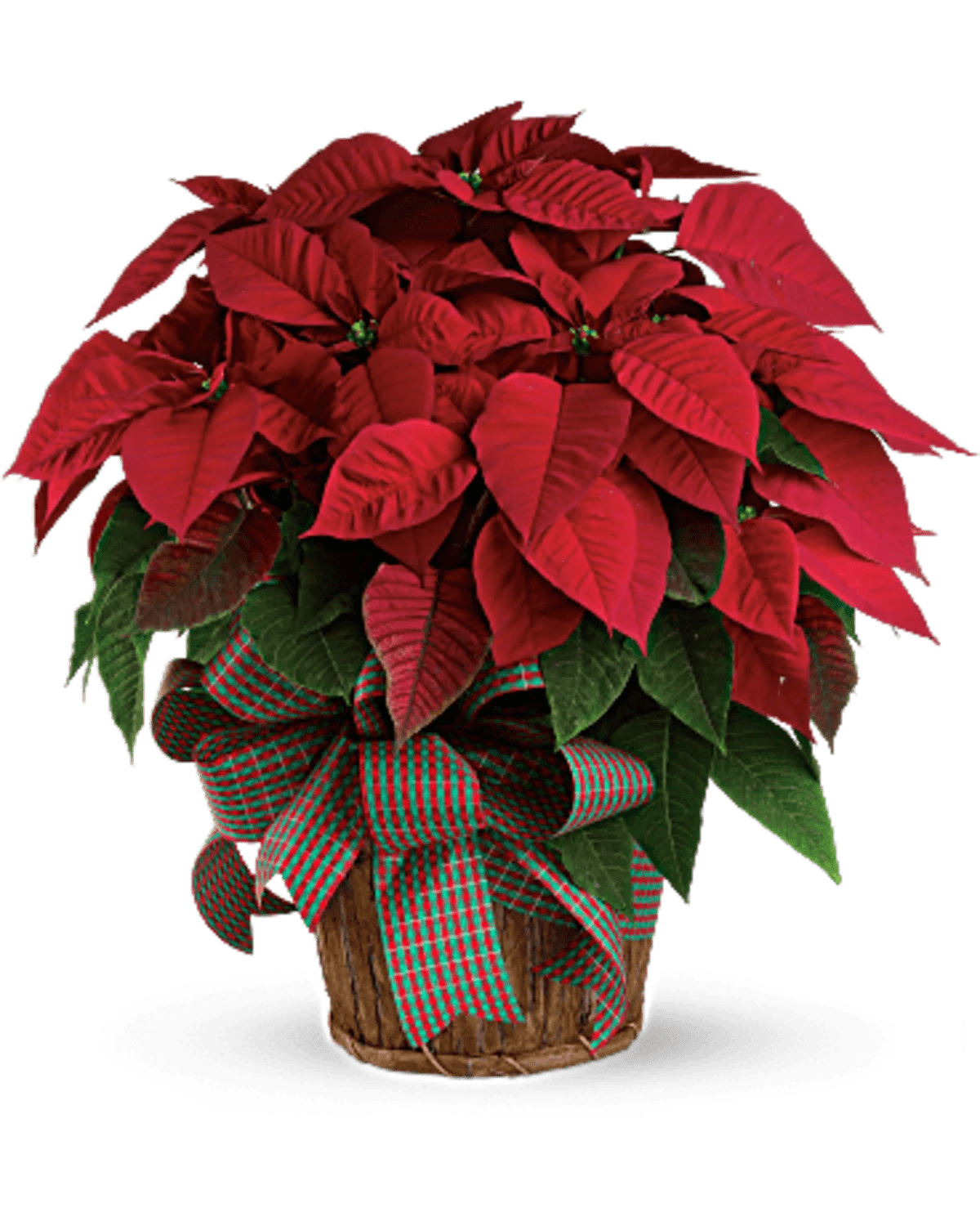 Beautiful red poinsettia - Shown as Premium Red Poinsettia in basket with a bow Small: $39.99 foiled and bow $49.99 in a basket Medium: $59.99 foiled and bow $69.99 in a basket Large: $79.99 foiled and bow $89.99 in a basket Shown above To order foiled poinsettia plants please call the store 603-601-6312