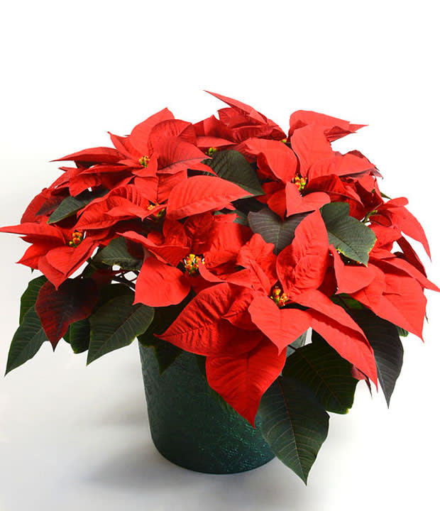 8&quot; Red Poinsettia  - Our Minnesota grown Classic Red Poinsettia is covered with beautiful blooms. A Christmas favorite for generations. 