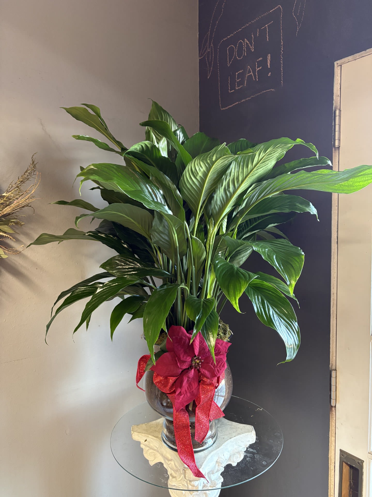 Peace Lily (glass vase, red ribbon)  - A beautiful and easy to care for Spathiphyllum potted in a clear glass vase, decorated with a silk poinsettia and glittery red ribbon. Perfect for this holiday season. NOT pet friendly. 