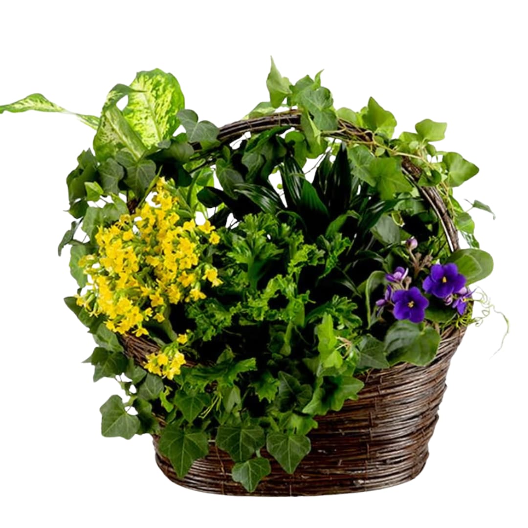 Thinking of You by BloomNation™  Dish Garden  - A deep green fresh plant filled basket to bring life and peace to any space. A perfect way to show they are in your thoughts. Plants may change based off of season and availability. 