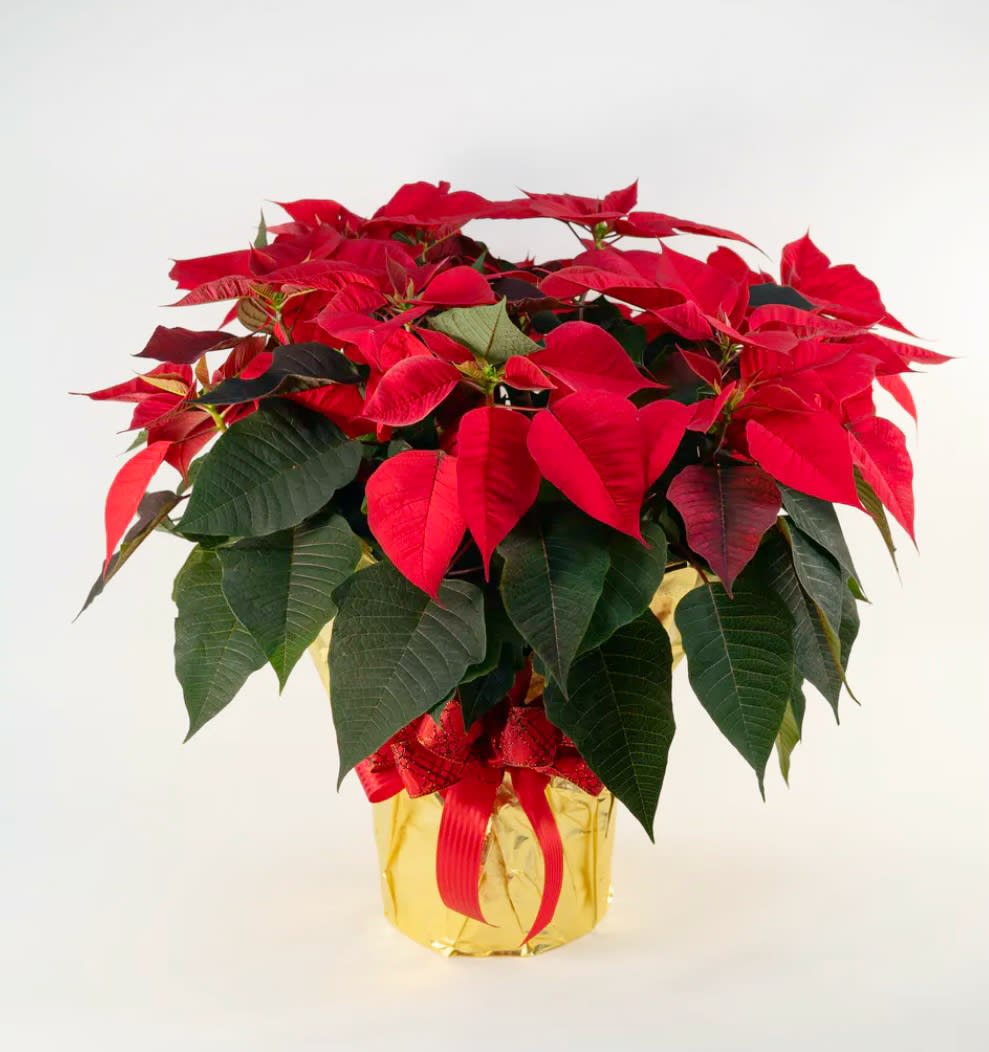 10” Poinsettia  - 10” potted Poinsettia 