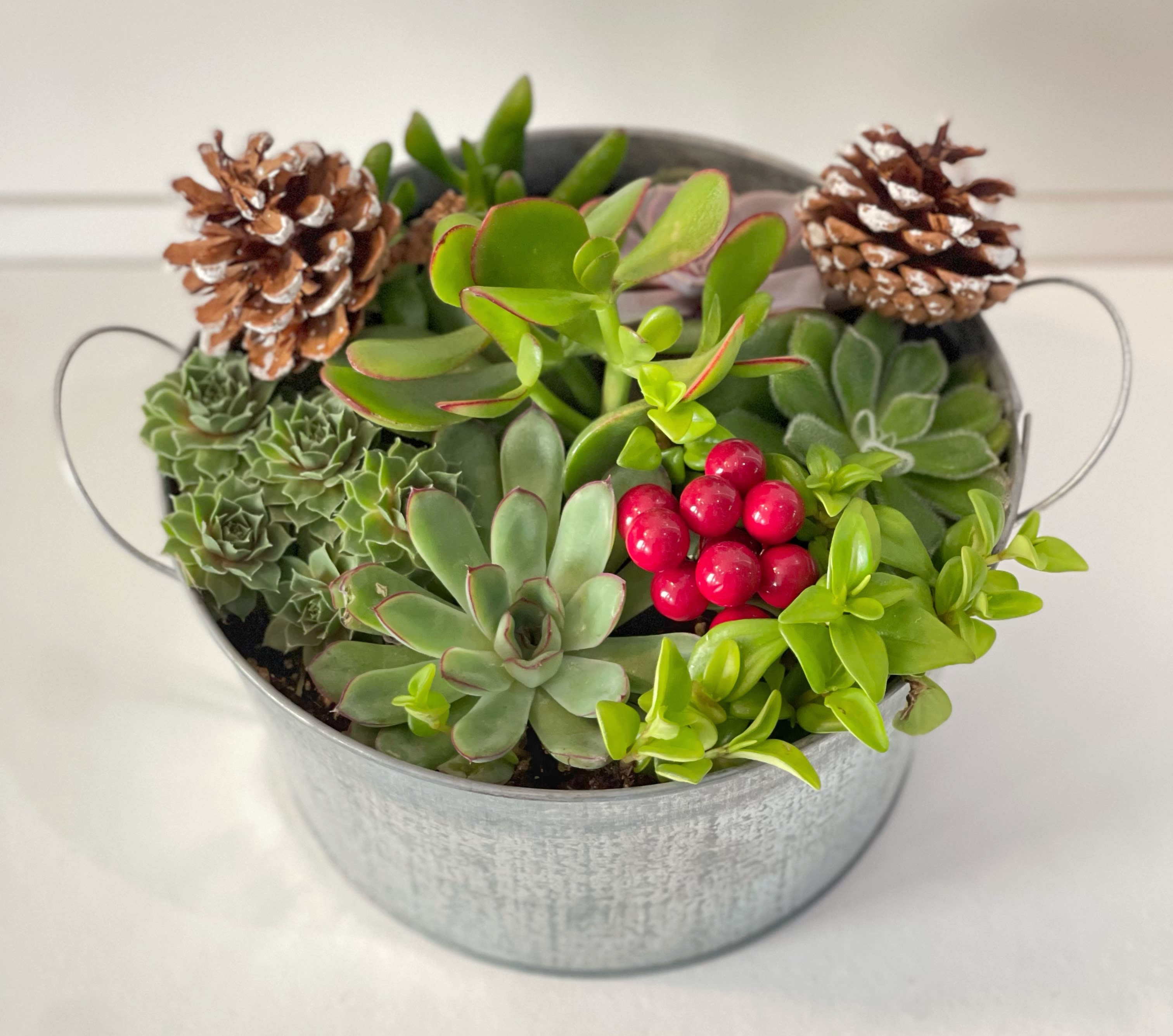 Holiday succulents  - Beautiful holiday potted succulents 