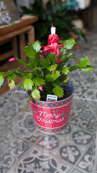 Holiday Cactus - 4&quot;
