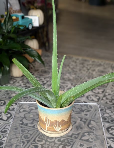 Al-oe Mate - 4&quot;