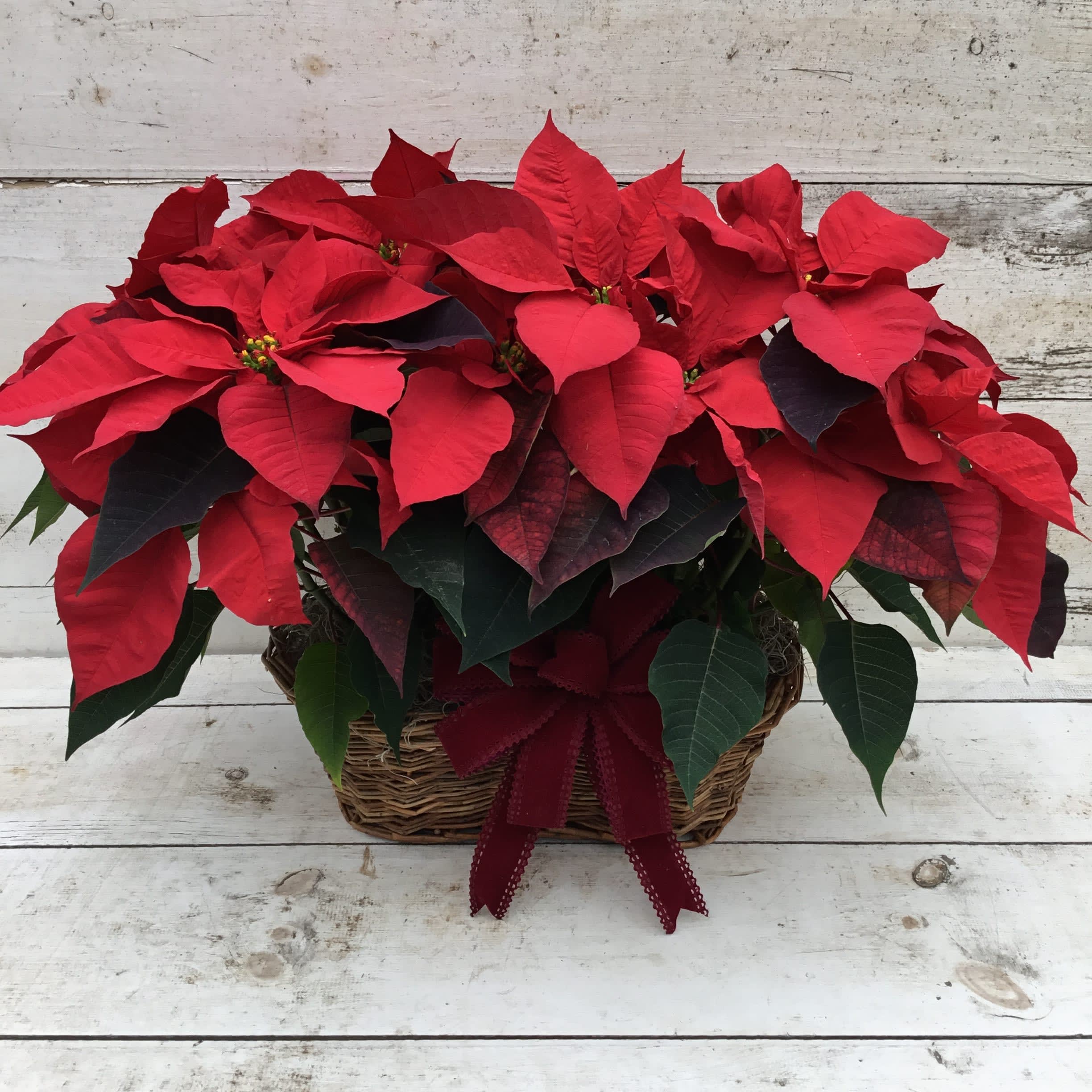 Perfectly Poinsettia IG040 - The perfect pair of poinsettias presented together in a basket tied with a bow. Poinsettia colors and container may vary from what is pictured. Our designers will select the best blooming plants for you.
