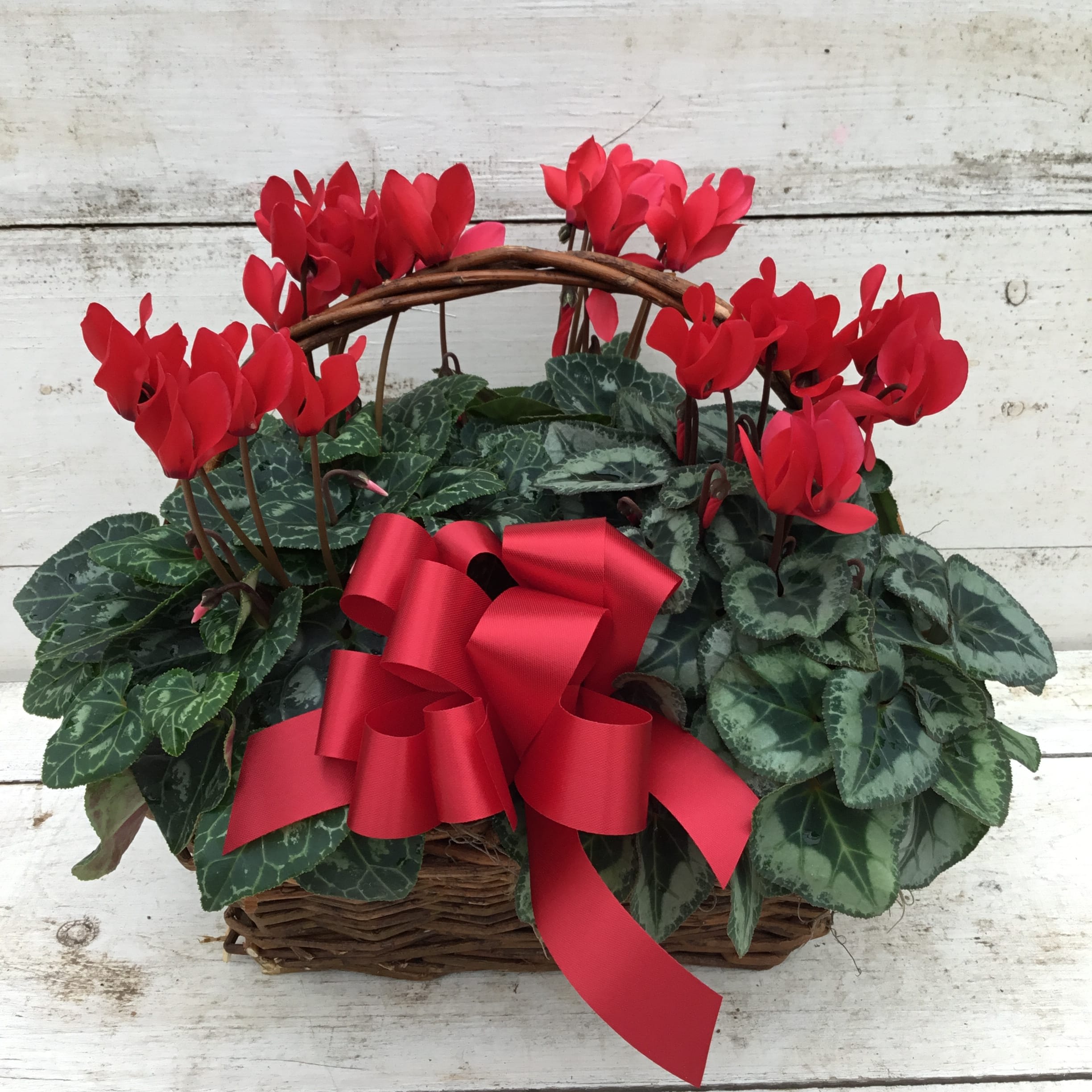Basket of Cyclamen IG017 - Send long lasting color to someone this winter with a basket of beautiful blooming cyclamen. Colors may vary as cyclamen come in a wide assortment of colors from red, pink, purple, white, and even bicolor options! Our designers will select the best blooms for your arrangment. 