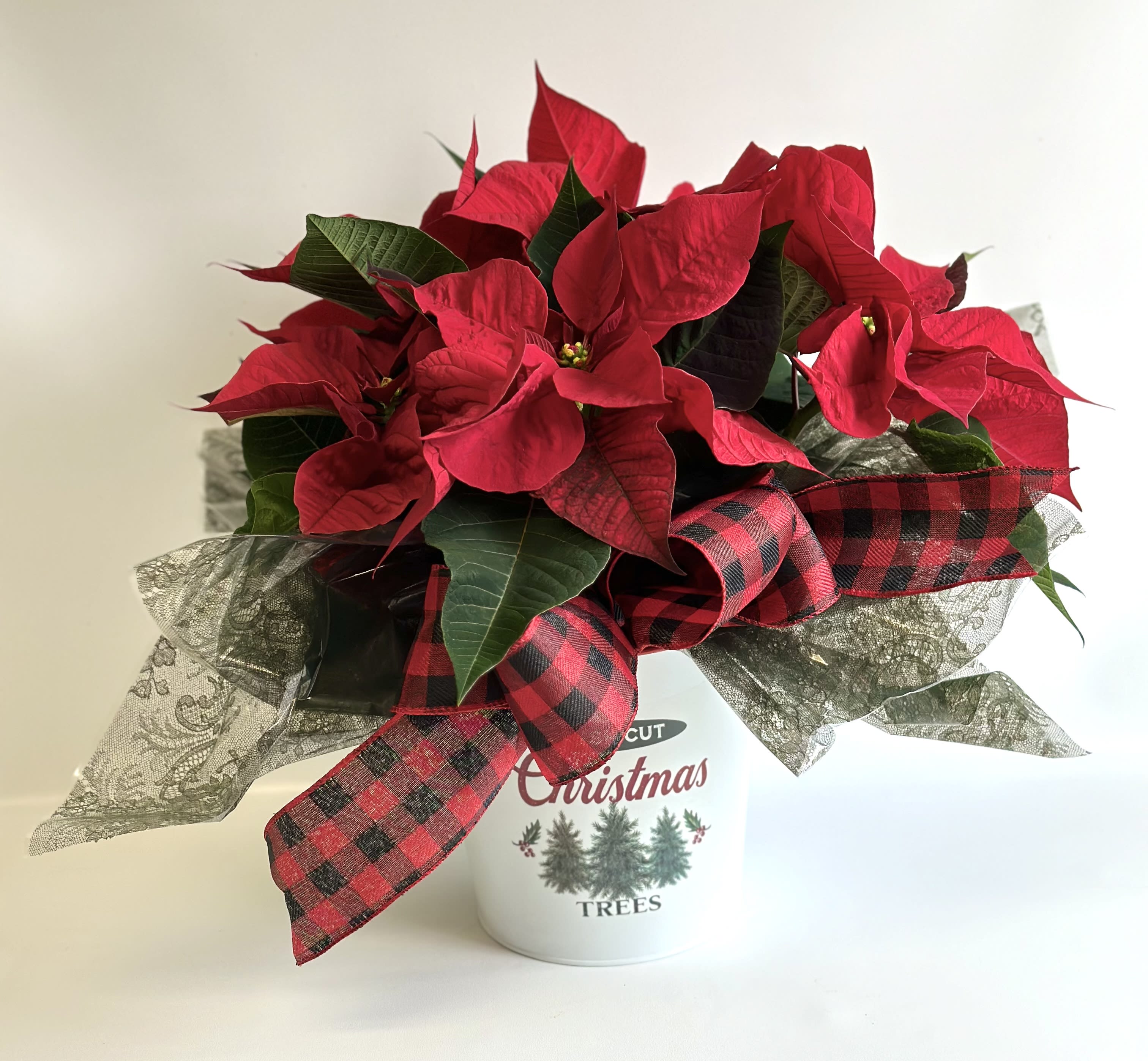 Christmas Poinsettia  - Poinsettia all dressed up in a Christmas Tin.   Premium price gets pinecones and ornament's. 