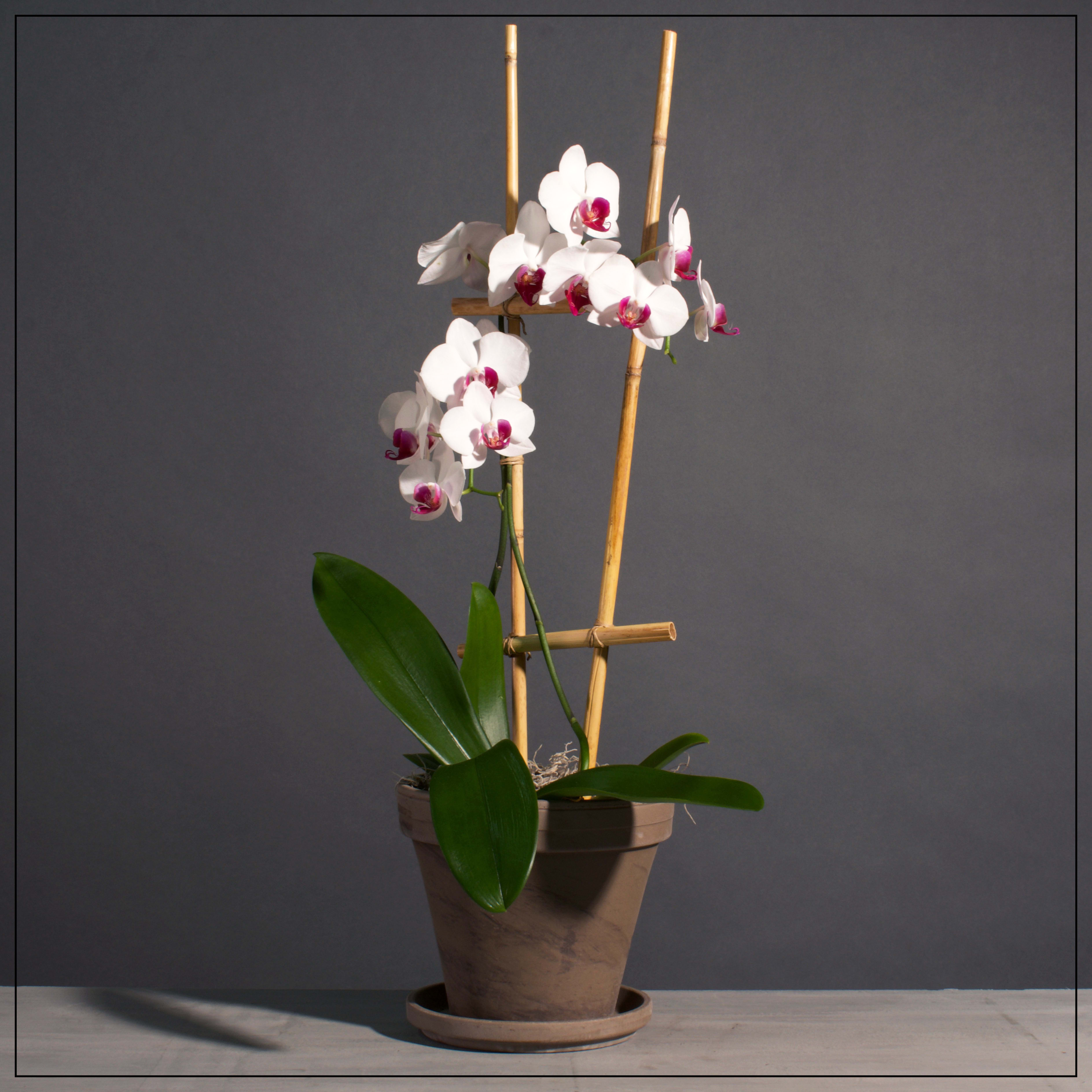 Lg Phalaenopsis Orchid - Orchid Plant shown in a gray clay pot. Asctual container will vary. Double stem.