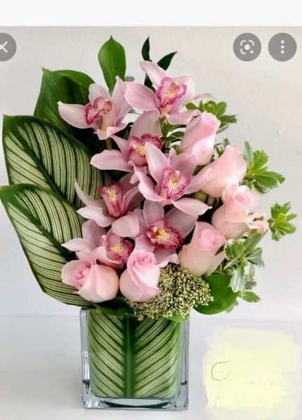 orchid tropical - tropical