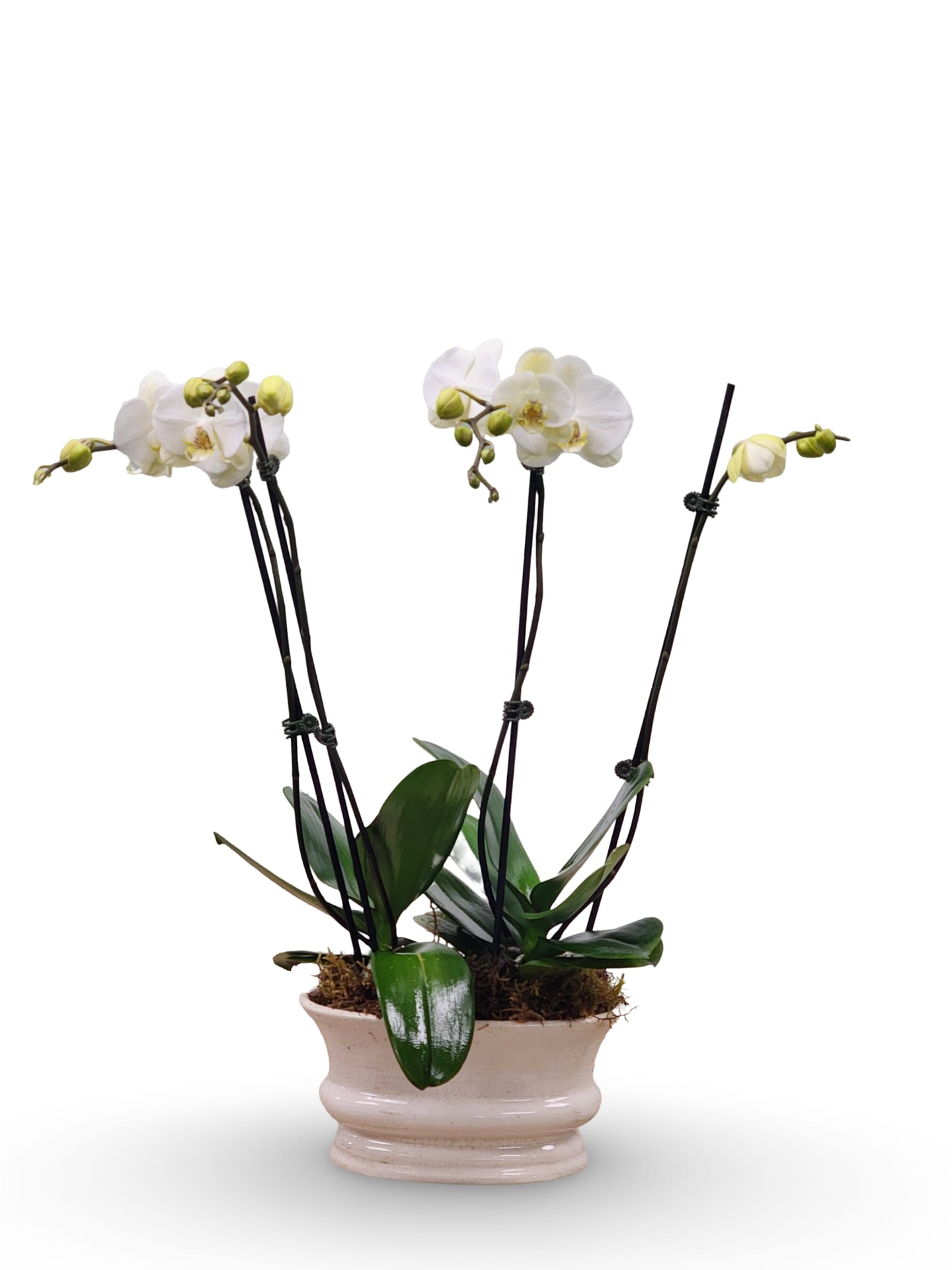 Double Orchid Planter - Select this elegant planter of two Phalaenopsis orchids.  Container and color may vary.  Approximately 34&quot; x 13&quot; x 12&quot;.