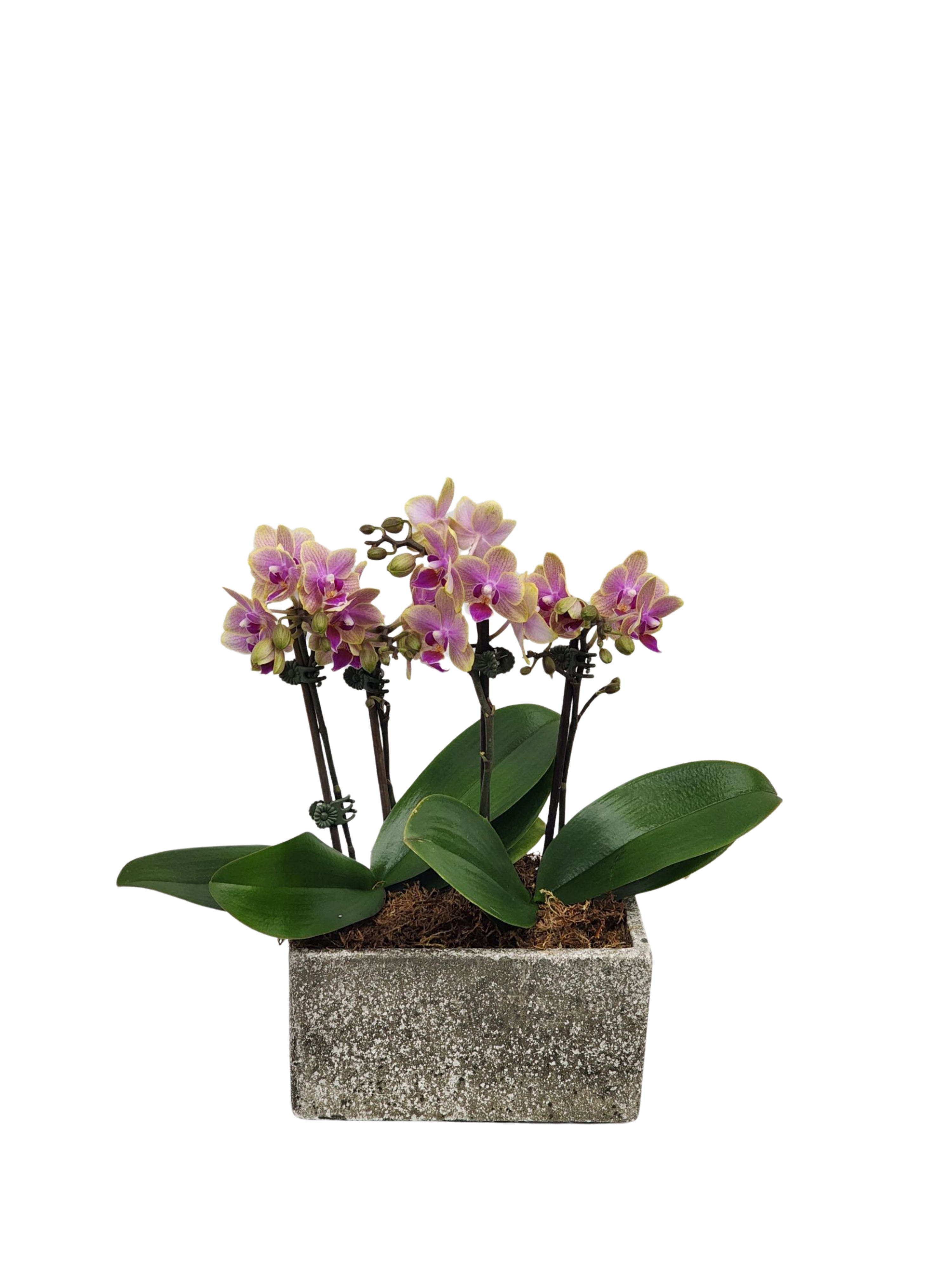Triple Mini Orchid Planter - A ceramic container with three 3&quot; mini Phalaenopsis orchids planted within.  Orchid colors and container may vary. Approximately 17&quot; x 10&quot; x 8&quot;.
