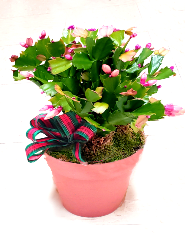 [TT-XCAC]:  CHRISTMAS CACTUS IN ECOSSENTIAL POT BY TWIN TOWERS FLORIST - CHRISTMAS CACTUS IN ECOSSENTIAL  POT