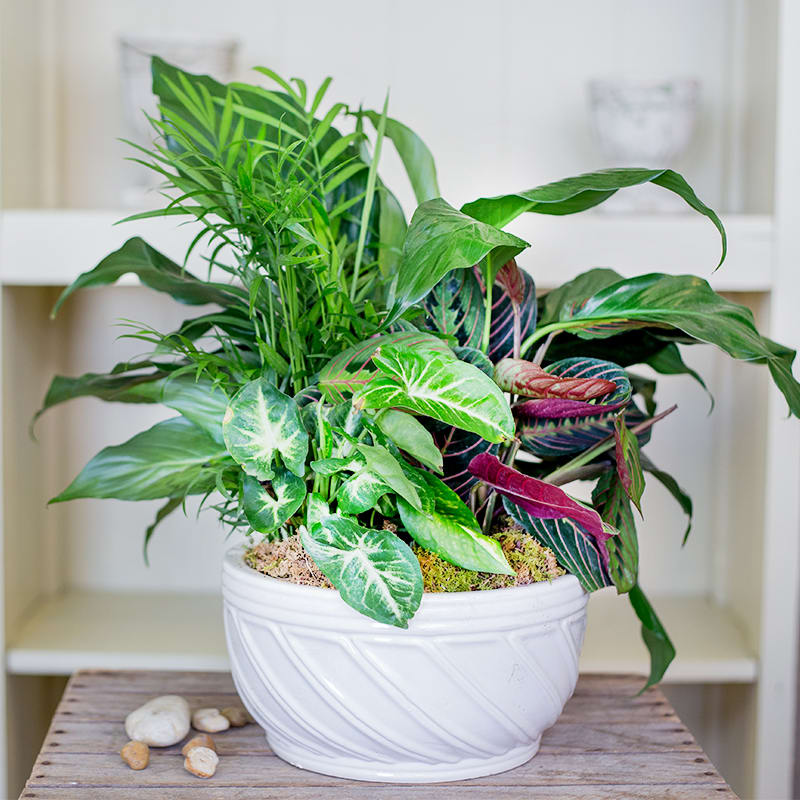 Plant Dish Garden - An assortment of plants in a ceramic container. Colorful fresh flowers can be added for an additional price. Please call for details.