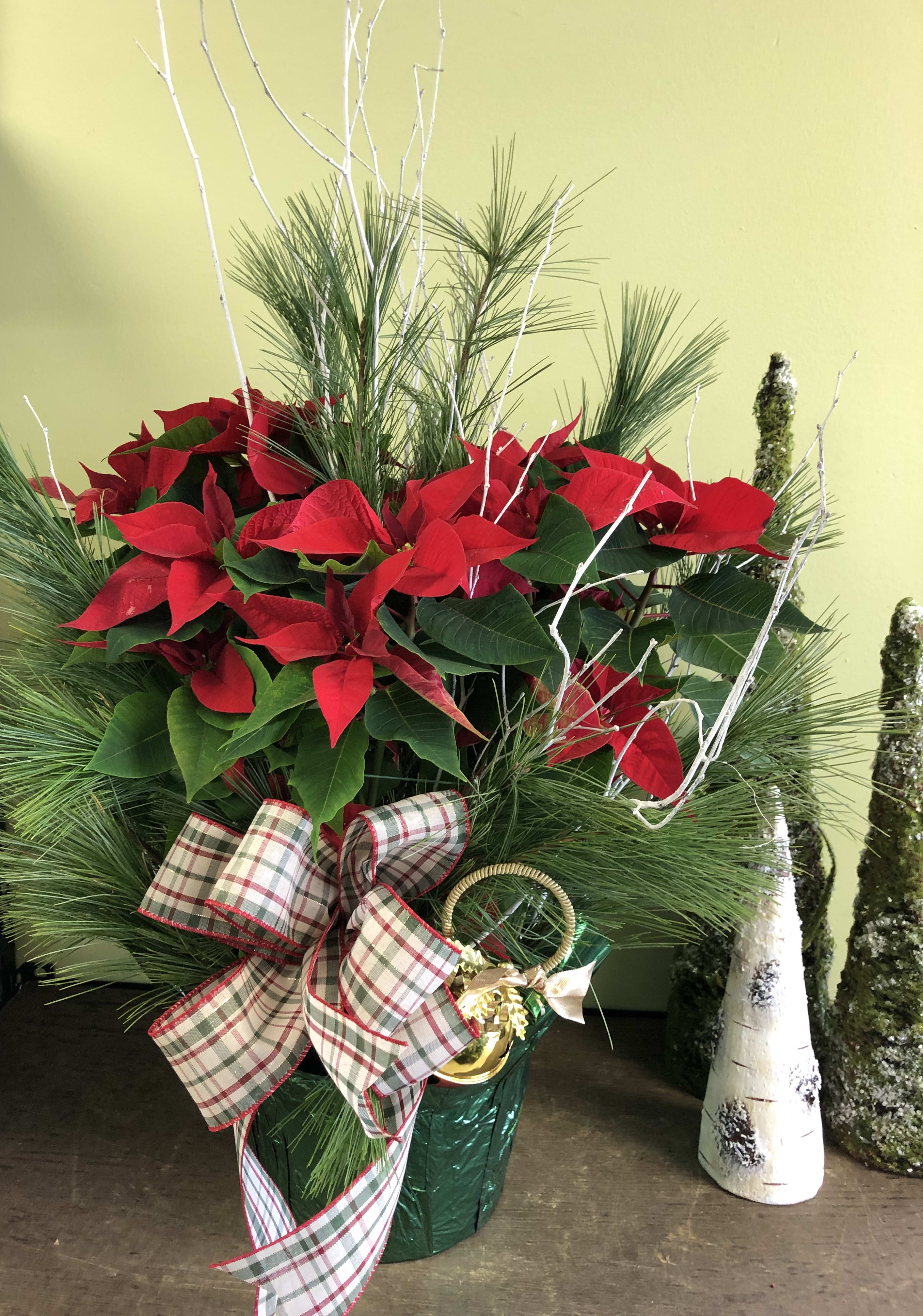 Perfect Poinsettias - Stunning poinsettias decorated as only a florist could! Fragrant pine, stately branches and a beautiful bow really make these holiday staples special! Red flowers. Call for other sizes and colors. DELUXE SIZE SHOWN.