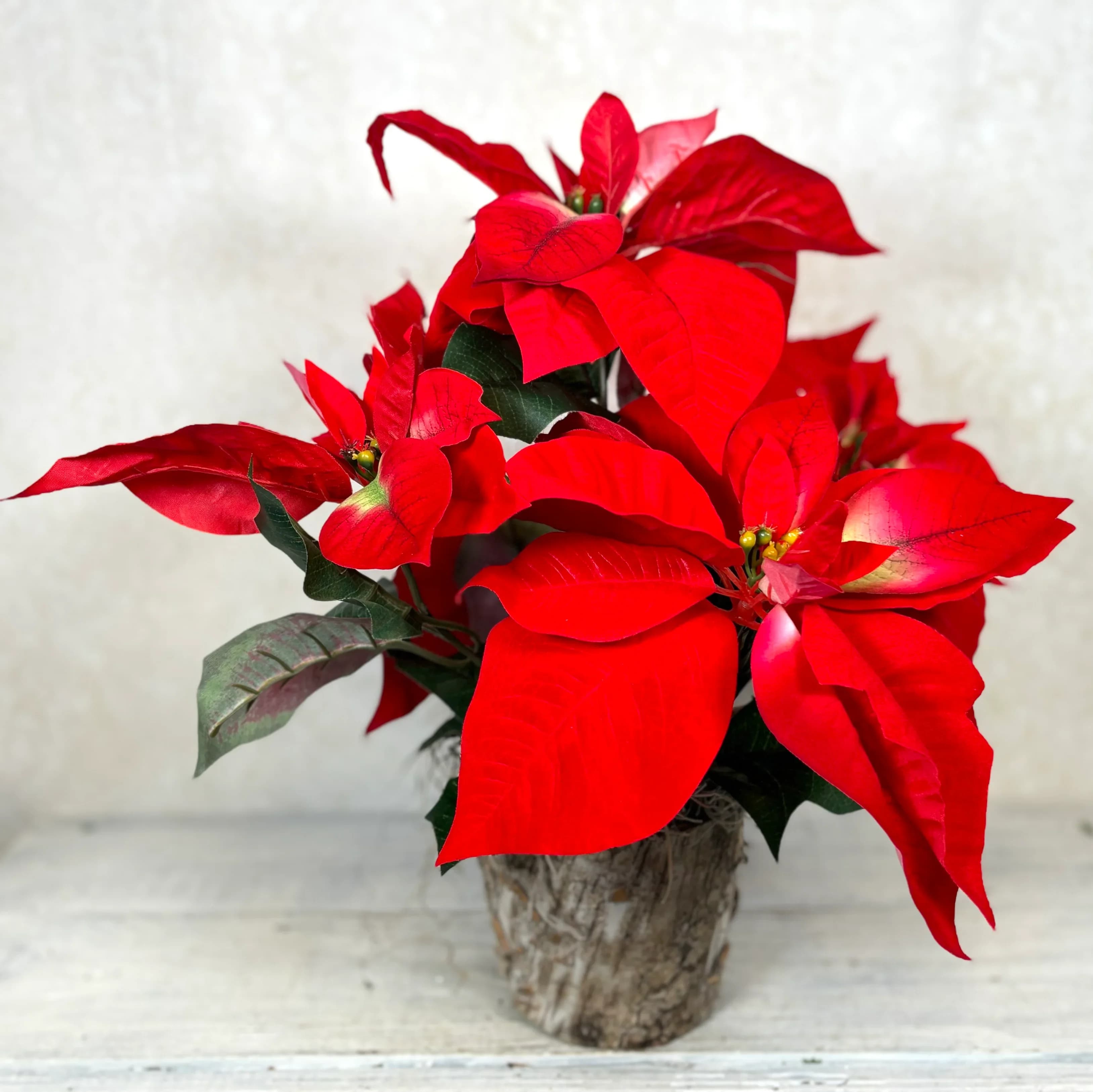 ****In-Store Pick Up Only**** 6in Red or White Poinsettia Single Plant - 6in $40 for single plant with speed cover with bow $50 for single plant with basket with bow $55 for single plant in basket with bow, pine and holiday decoration
